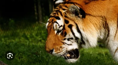 Zi3L0nk4 - #mecz #dolnoslaskitygrys