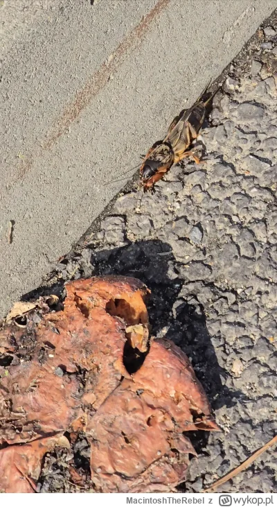 MacintoshTheRebel - Czy mamy tutaj ekspertów od #owady ? 
Jadąc na rowerze, moją uwag...
