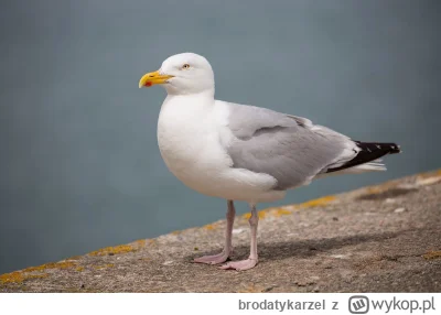 brodatykarzel - @guilmonn: