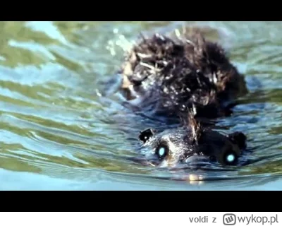 voldi - @Jariii: U mnie bobry chciały naprawić drogę podmywając, na szczęście znalazł...