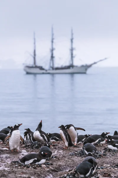 PorkaTurbo - @PorkaTurbo: