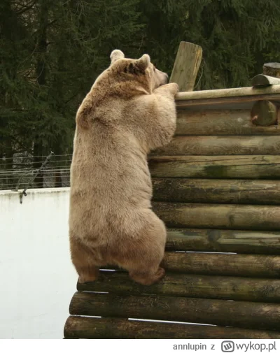 annlupin - ciekawe co tam na nocnej