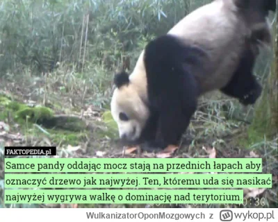 WulkanizatorOponMozgowych - Na Podlasiu wszystkie pandy,
Pod drzwi leją,  tak dla gra...