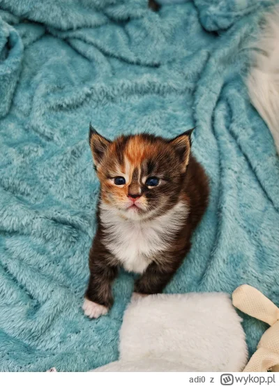 adi0 - Kitku prosi o plusika ;)
#pokazkota #koty #zwierzaczki