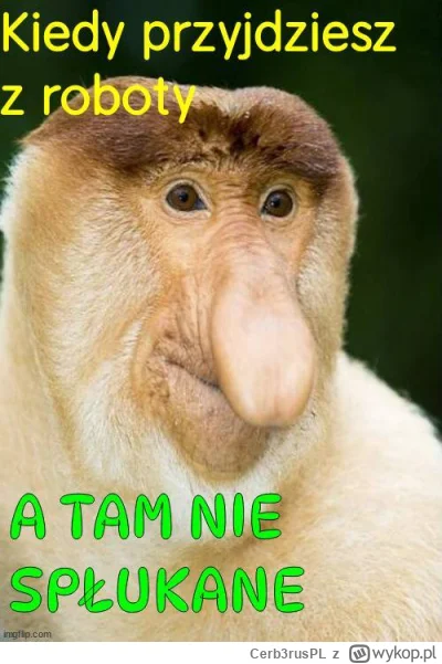 Cerb3rusPL - #konkursnanajbardziejgownianymemznosaczem 

Gęba się raduje! Z tej radoś...