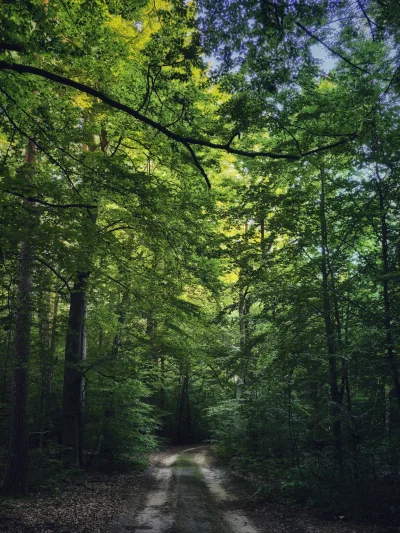 KrzysztofWu - #spierdotrip #las #natura #ehhhhhhhhhhhhh #spacerujzwykopem