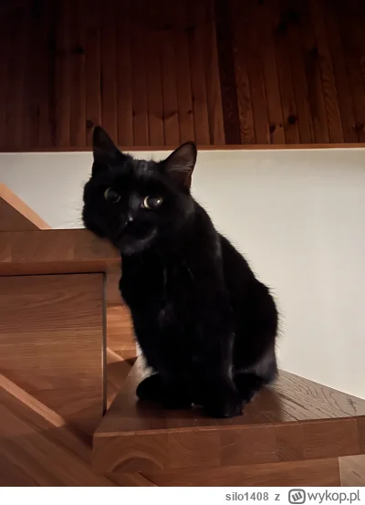 silo1408 - @silo1408 K--s mimo że jest czarny