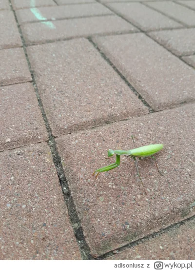 adisoniusz - Takiego wariata modliszke dzisiaj spotkałem przed blokiem, chłopaczyna c...