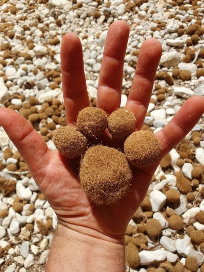 cheeseandonion - #fekalowpis #cotojest  :p