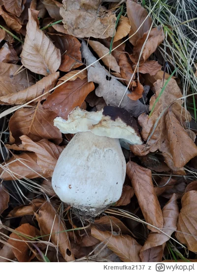 Kremufka2137 - Nawet na grzyby nie szedłem, a tylko skrajem lasu na mały spacerek, a ...