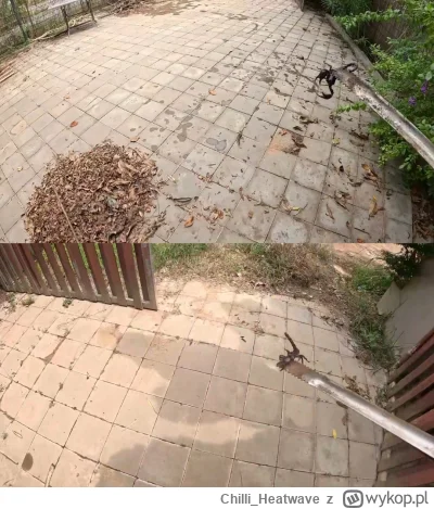Chilli_Heatwave - @Nusantara: Przeciez sam Klapek przeniosl DWA skorpiony ulice dalej...