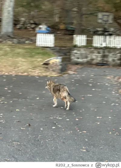 R2D2zSosnowca - @R2D2zSosnowca a na koniec #smiesznypiesek prawie rozjechałem tego wi...