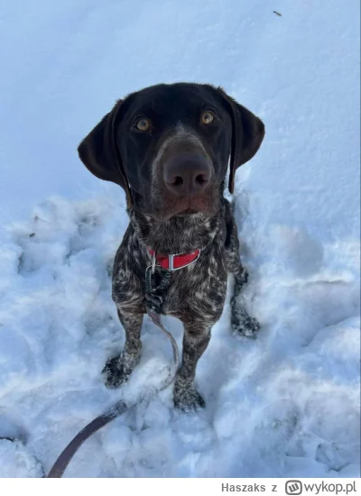 Haszaks - Adoptuje dziś takiego bydlaka ze schroniska
#pokazpsa #smiesznypiesek