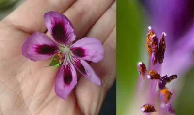 franekdolasu - Tym razem z braku laku  (czyli robali,te na które poluję trzeba poczek...