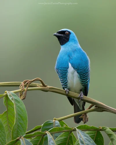 Lifelike - Tersyna (Tersina viridis) [samiec]
Autor
#photoexplorer #fotografia #ornit...