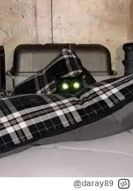 daray89 - #codziennykotopetany #dziwnekotki