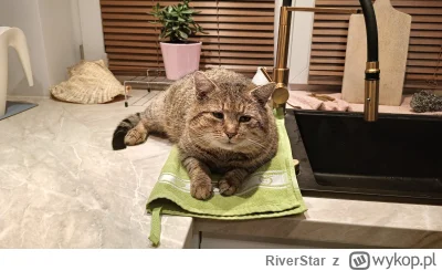 RiverStar - Od niedawna jego ulubione miejsce  #pokazkota #koty