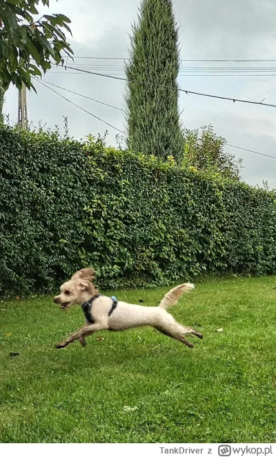 TankDriver - @kidi1: Pogryzła i ucieka.