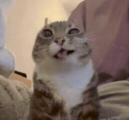 dywergent - at the starting of the week, a summit talks, you will hear them speak, it...