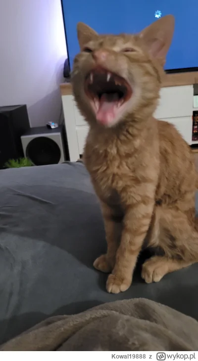 Kowal19888 - Dawaj saszete!
#kot #koty #pokazkota #zwierzaczki