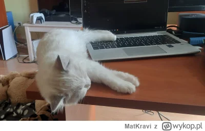 MatKravi - Typowy dzień pracy

#pracujzwykopem #pracbaza #ragdoll #pokazkota #koty