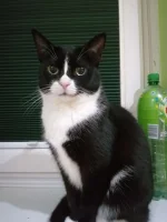 zlimer - Nigdy nie miałem potrzeby, żeby wrzucać tutaj zdjęcia mojego kota. Jednak ch...