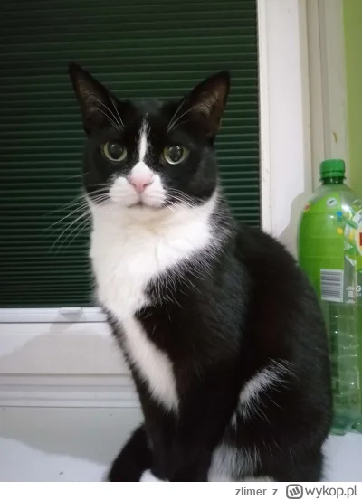 zlimer - Nigdy nie miałem potrzeby, żeby wrzucać tutaj zdjęcia mojego kota. Jednak ch...