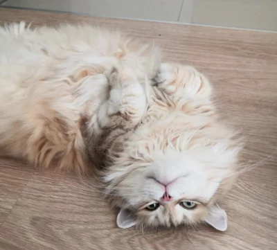 Frufruf - #pokazkota