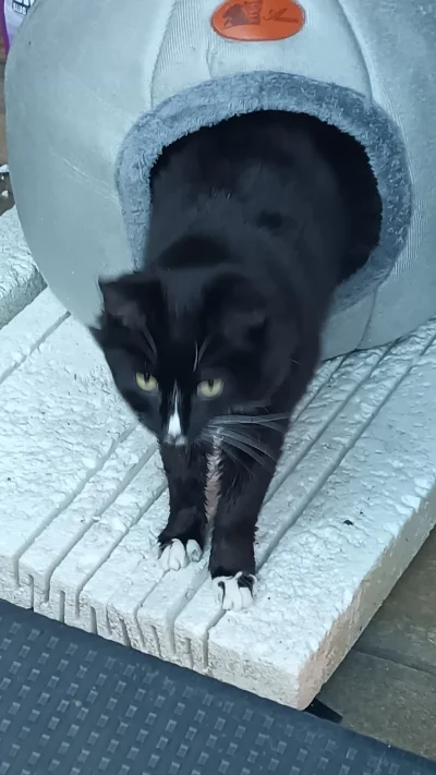 iterazwchodzejacalynabialo - Miraski i Mirabelki, mam powazny problem natury egzysten...