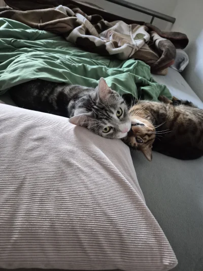 Lujdziarski - #pokazkota #dziarskikacperek Kiedy leżysz se że starym