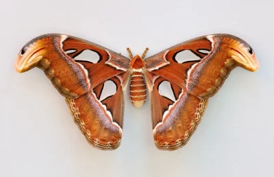 Apaturia - Pawica atlas (Attacus atlas) - trzeci największy nocny motyl na świecie, k...