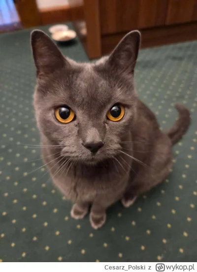 Cesarz_Polski - #kotekwrocek #wroclaw