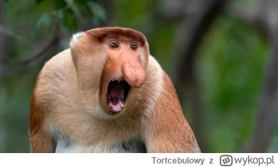 Tortcebulowy - @MilionerPrzed30: