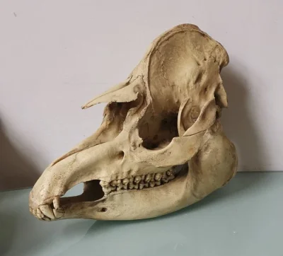 hekatomba_huopska - !czaszka tapira