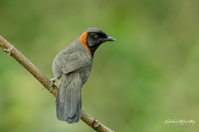 Lifelike - Sójkowiec rdzawoszyi (Pterorhinus ruficollis)
Autor
#photoexplorer #fotogr...