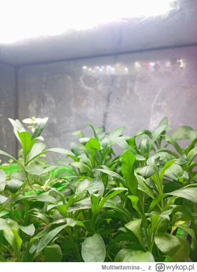 Multiwitamina-_ - Mechaniczne słońce
Zaspokaja moje letnie żądze 
#rosliny 
#l-------...