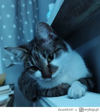 Zeus96347 - (ʘ‿ʘ) mój kot drucik 
#koty