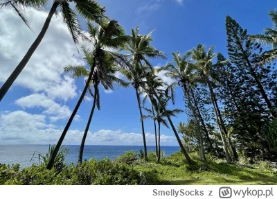 SmellySocks - Pozdro z Hawajów, mireczki. W ciągu 4 dni udało mi się skręcić kostkę, ...