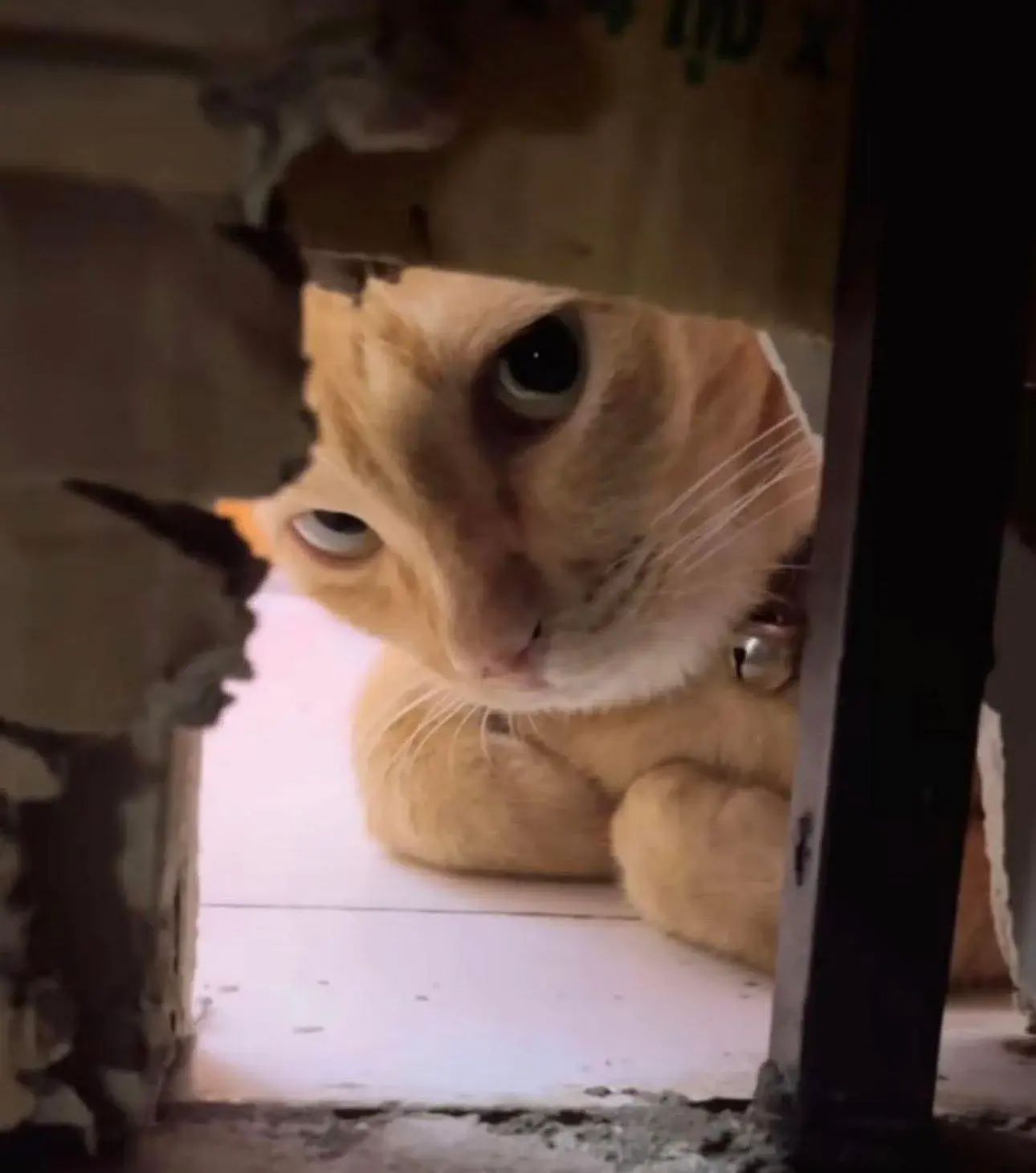 wfyokyga - Widzę cb