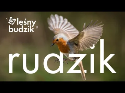 Lifelike - Rudzik (Erithacus rubecula)
Głos
Autor
#photoexplorer #fotografia #ornitol...