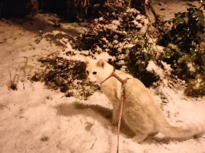 EFFOO - #koty #kitku #pokazkota 
Pantera śnieżna ʕ•ᴥ•ʔ