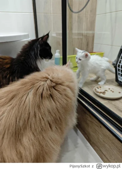 PijanySzkot - #rzeszow #kot #pokazkota Znalazłem w robocie takie gówienko przy drodze...