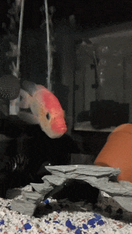wfyokyga - Śmieszne z rybom