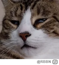 RBBN - Pokazuje wam Mirka 
#pokazkota ( ͡º ͜ʖ͡º)