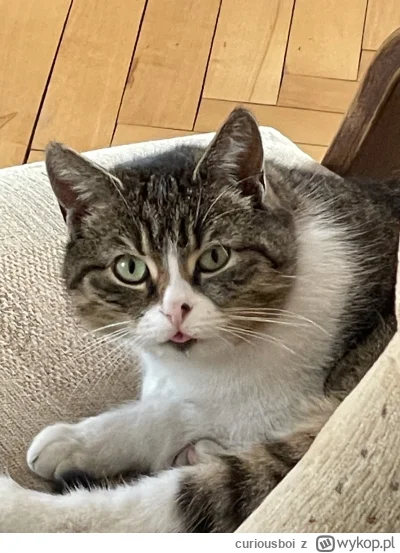 curiousboi - Czy dolina Noteci z dealz to dobra karma dla kota? 5 lat samica wysteryl...