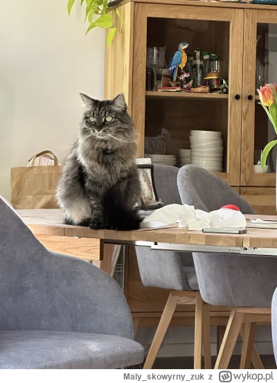 Malyskowyrnyzuk - #codziennapheuka #pheuke #koty #atencyjnykot #pokazkota 
Żreć mnie ...