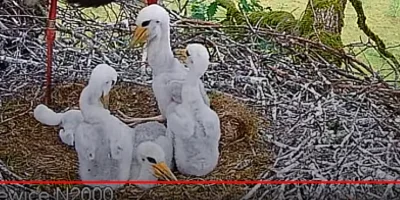 powsinogaszszlaja - Przecie ten bociek jest biały. Oszukujesz.( ͡° ͜ʖ ͡°)