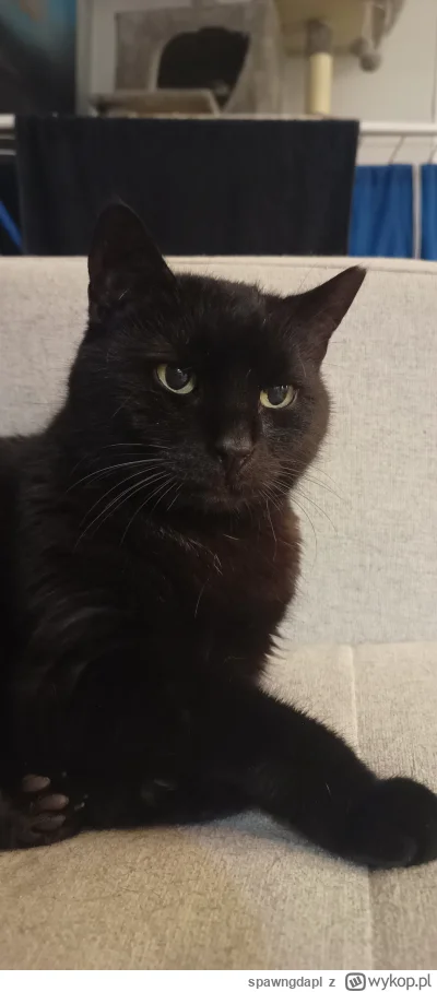 spawngdapl - @spawngdapl