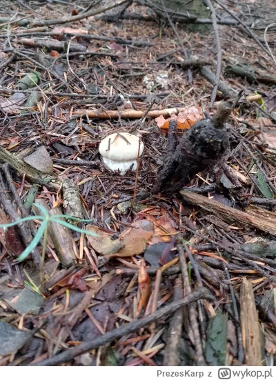 PrezesKarp - @PrezesKarp Jest i pierwszy. Szybko poszło xD