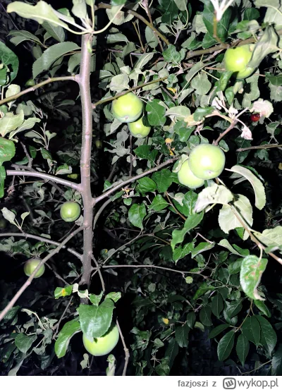 fazjoszi - Jabłek ile ( ͡°( ͡° ͜ʖ( ͡° ͜ʖ ͡°)ʖ ͡°) ͡°)